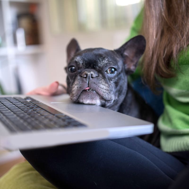 Geriatric dog at New Iberia animal hospital