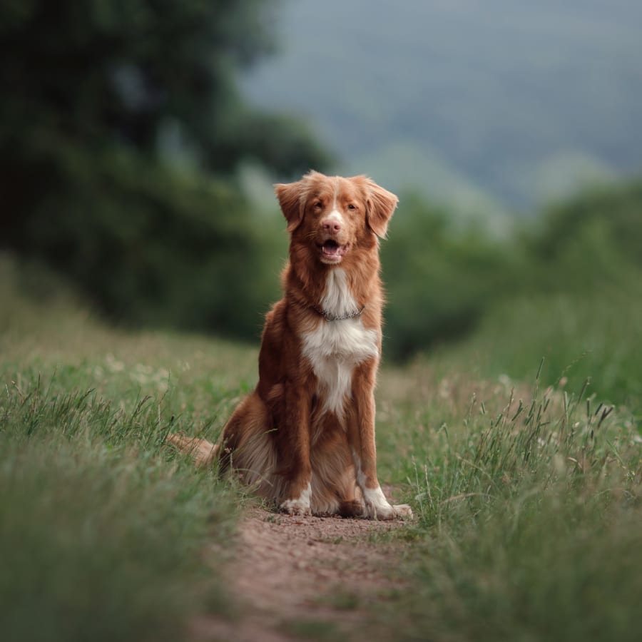 All Creatures Veterinary Hospital